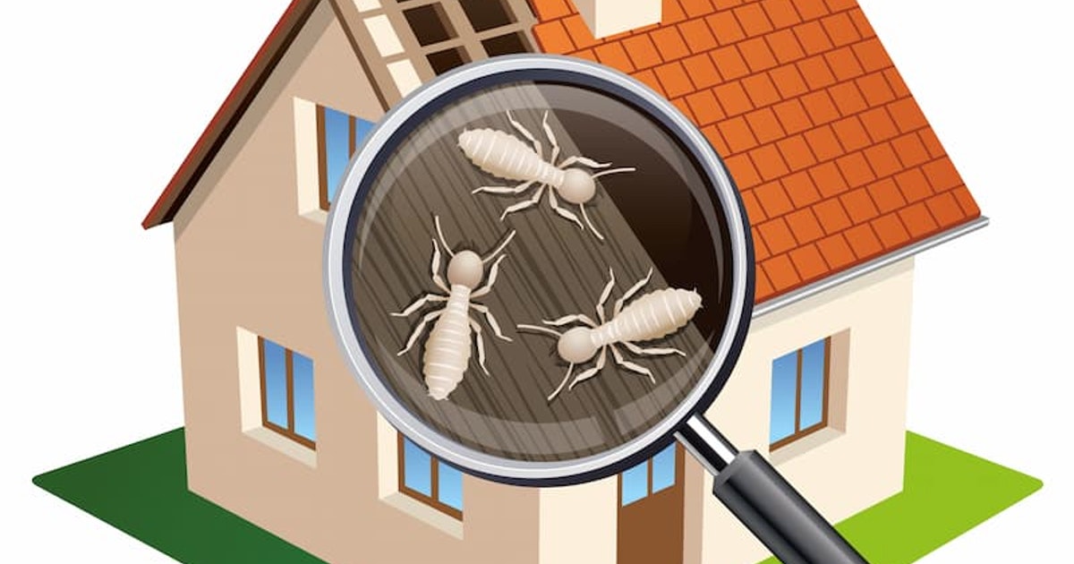 termites : termites s'attaquant au bois d'une maison