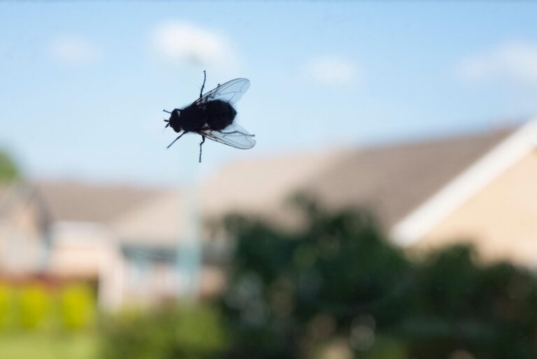 nuisibles : huiles essentielles et remèdes naturels contre les nuisibles à la maison