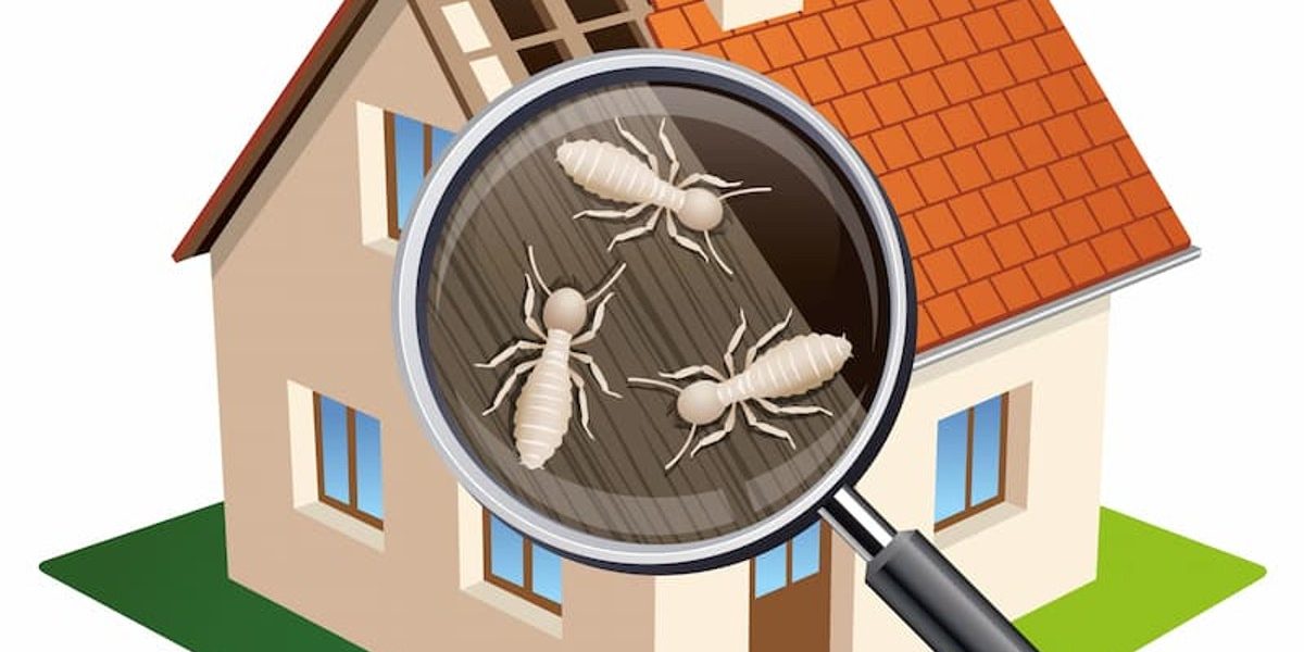 termites : termites s'attaquant au bois d'une maison