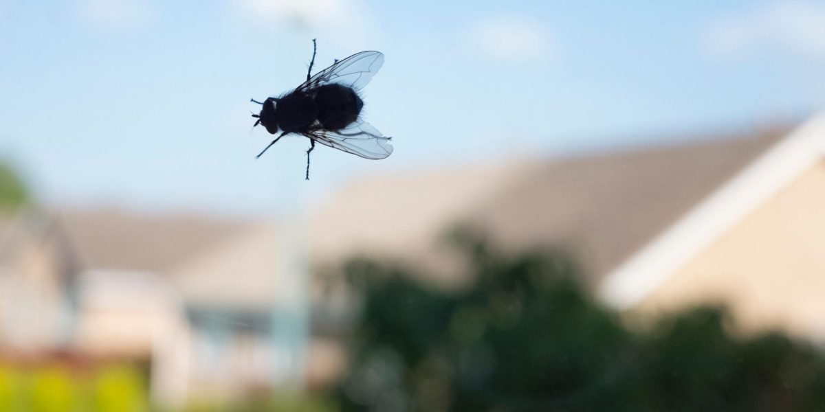 nuisibles : huiles essentielles et remèdes naturels contre les nuisibles à la maison